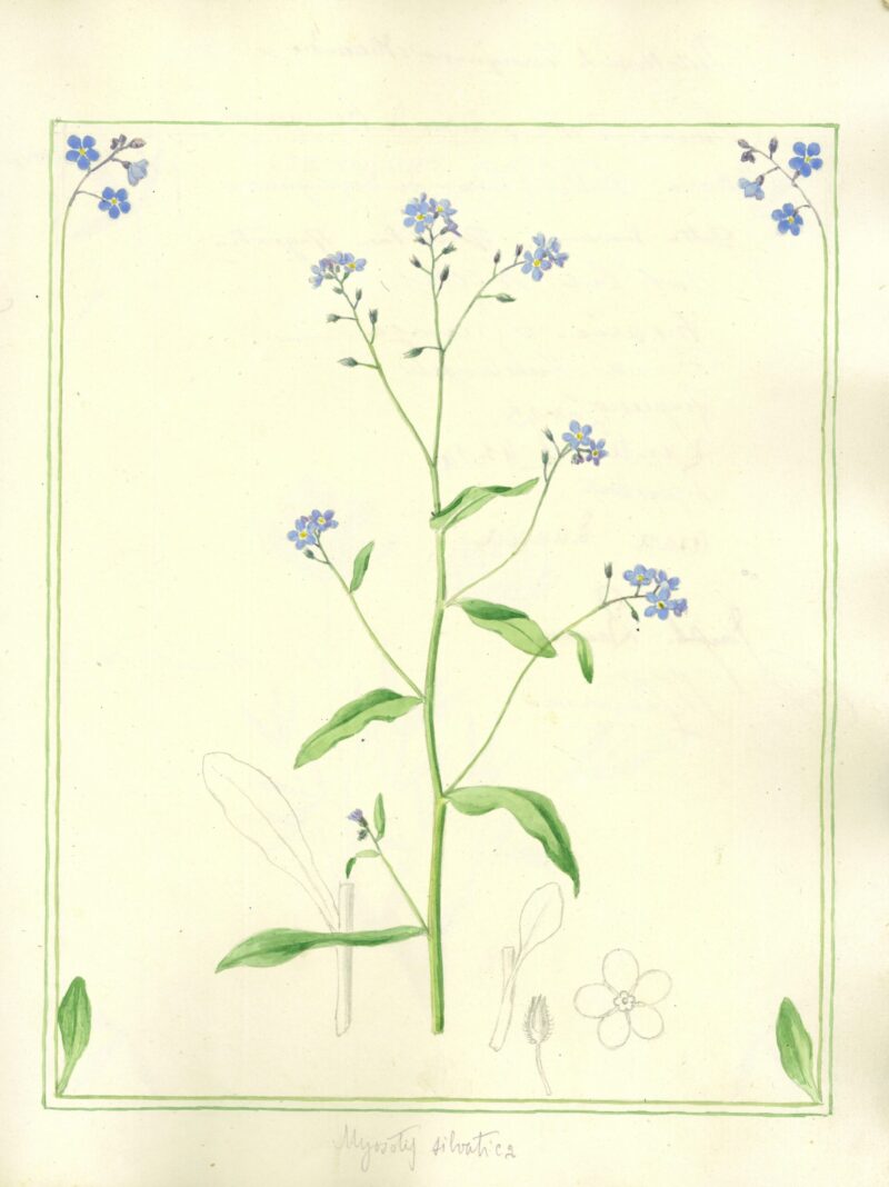 2027 Myosotis silvatica