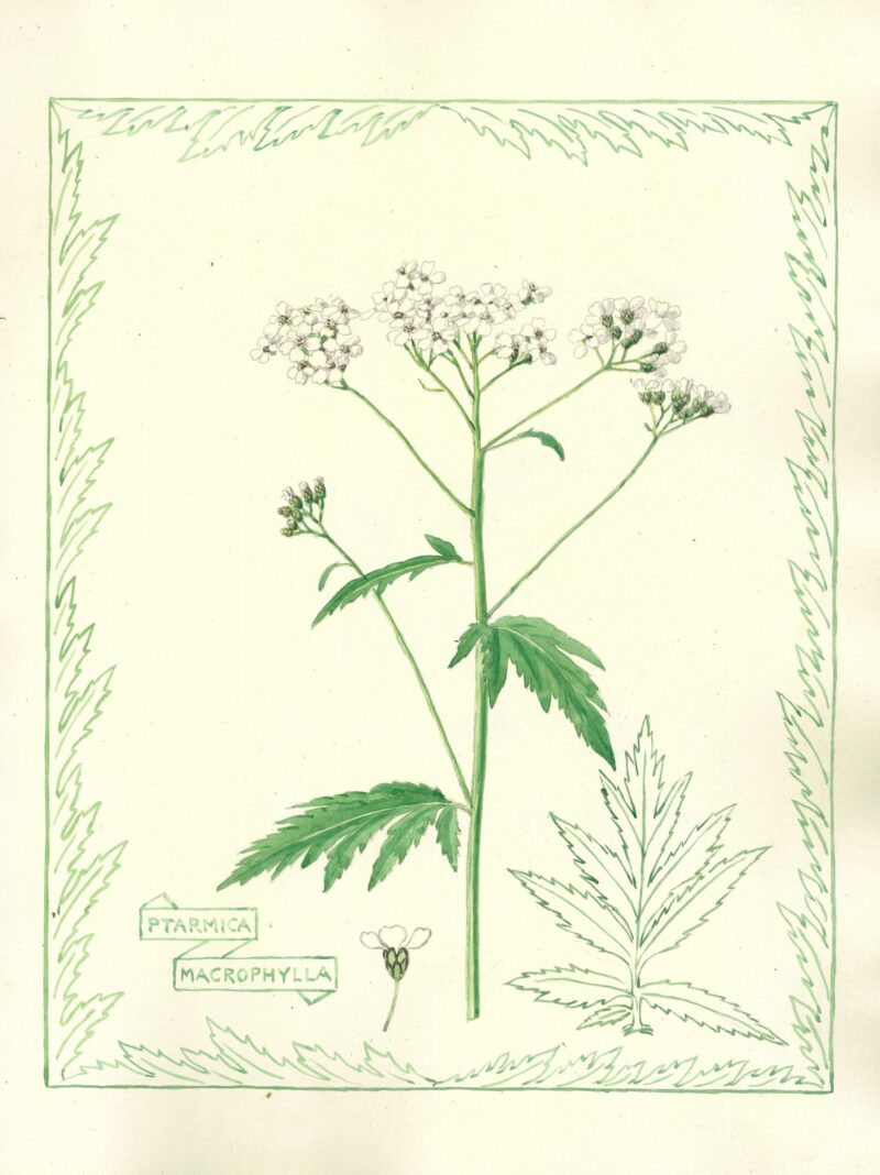 2034 Ptarmica macrophylla