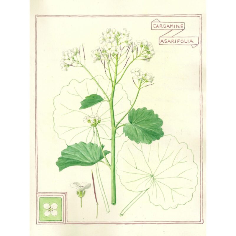 2022 Cardamine asarifolia