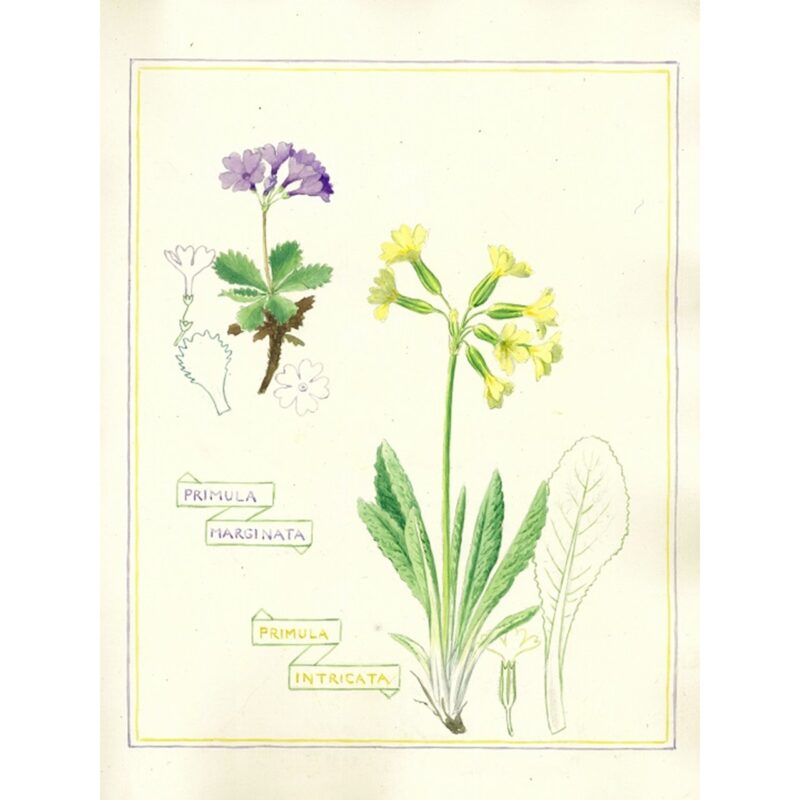 2025 Primula marginata & Intricata