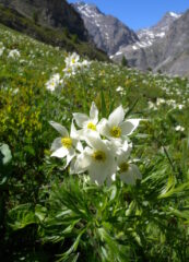 Anemone narcissiflora AL 17.6.2012 ANELLO DELLA PROVENZALE - Elisabetta Massardo