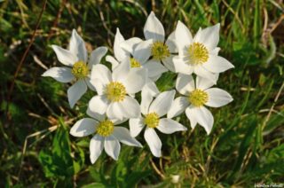 Anemonastrum narcissiflorum c