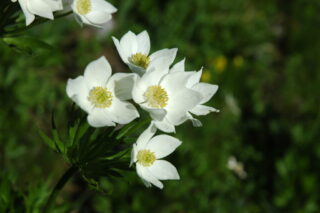 Anemone narcissifloria 20.7.2010 VALCAVERA 018