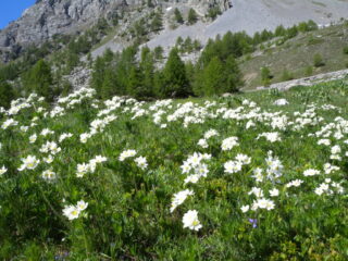 Anemoni narcissiflora prato sino al 7.6.2017 da Viviere 911