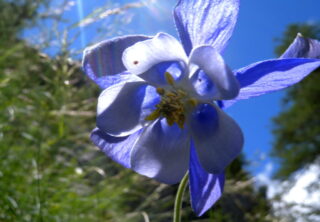 Aquilegia alpina Fontanalba