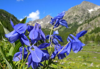 Aquilegia alpina _ Valmasque