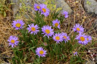 Aster alpinus c