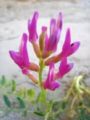 Borrego_Milkvetch_up_close