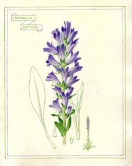 Campanula Spicata 10_Page_12 118_60a