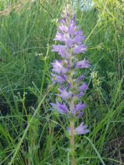 Campanula Spicata Massardo
