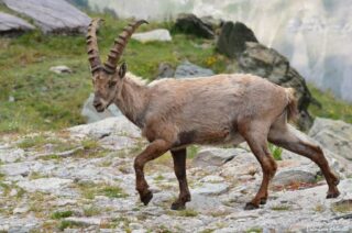 Capra ibex c