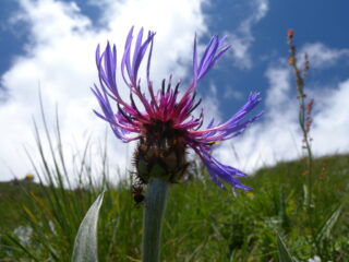 Cerinthe AL 17.6.2012 ANELLO DELLA PROVENZALE 353