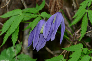 Clematis alpina