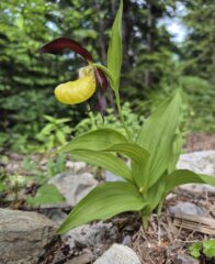 Cypripedium_calceolus_2025_c