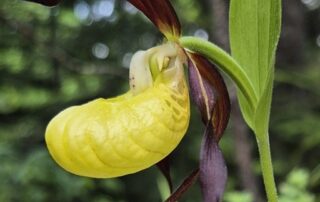 Cypripedium_calceolus_2025_featured