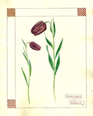 Fritillaria burnati 1_Page_11_4b