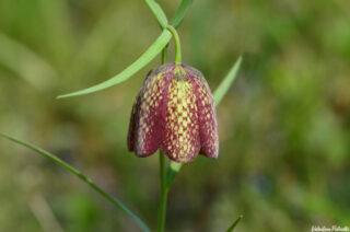 Fritillaria involucrata