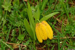 Fritillaria tubaeformis subsp. moggridgei