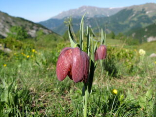 Fritillaria_burnati_alps