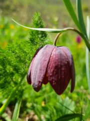 Fritillaria_burnati_hanging