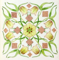 Fritallaria burnati, Fitszwilliam Museum PD.10-1980