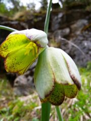Fritillaria_involucrata_c
