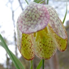 Fritillaria_involucrata_close_val_roya_massardo