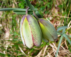 Fritillaria_involucrata_xc