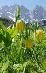 Fritillaria_moggeridge Pian del Lupo Massardo