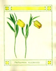 Fritillaria_moggridgei 2_Page_04 15_6b