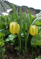 Fritillaria moggridgiae