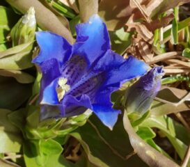 Gentiana acaulis