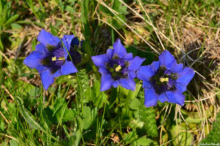 Gentiana acaulis