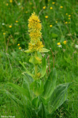 Gentiana lutea