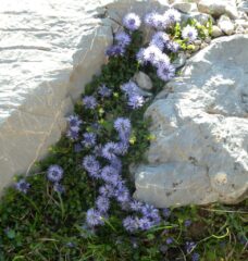 Globularia cordifolia E Massardo 2021.