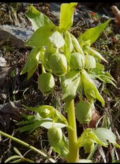 Helleborus Massardo 20211101_180819
