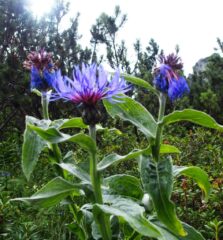 Centaurea - Elisabetta Massardo