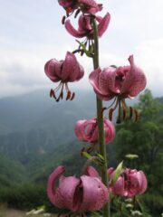 Inst39_Martagon_Lily_E_Massardo_Val_Grana_c