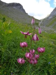 Inst39_Martagon_Lily_E_Massardo_Valle Stura_c