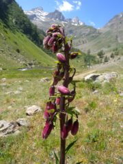 Inst39_Martagon_Lily_E_Massardo_in_bud_c