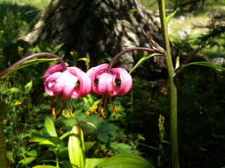 Inst39_Martagon_Lily_E_Massardo_shade