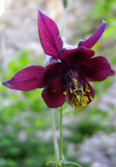 Inst52_Aquilegia-atrata_Massardo