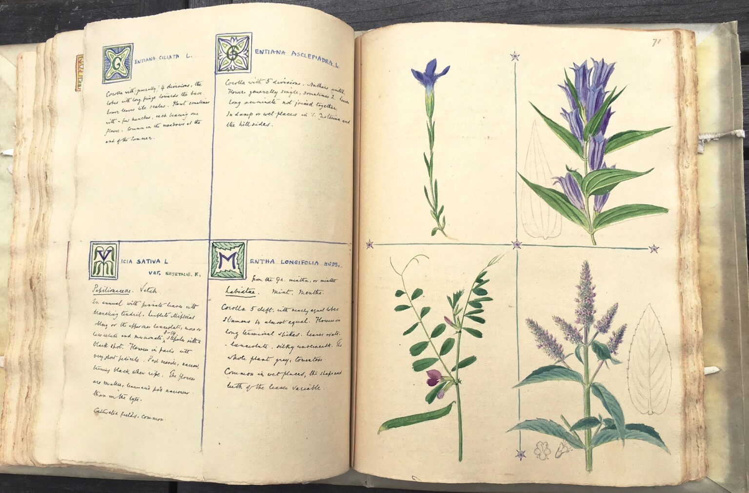 Gentians in The Children’s Book of Wild Flowers by Clarence Bicknell