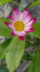 Inst57_Daisy-marguerite-E-Massardo