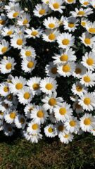 Inst57_Daisy-marguerite-commune-E-Massardo
