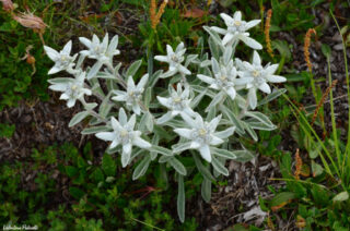 Leontopodium alpinum