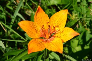 Lilium bulbiferum subsp. croceum c
