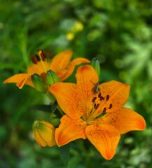 Lilium croceum 2025-06-20 at 12.19.05_26670208