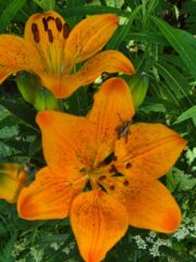 Lilium croceum WhatsApp Image 2025-06-20 at 12.19.06_7b853816