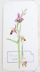 Ophrys Apifera CB 1879
